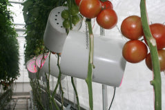 Tomaten krijgen extra vitamine-C met led licht!
