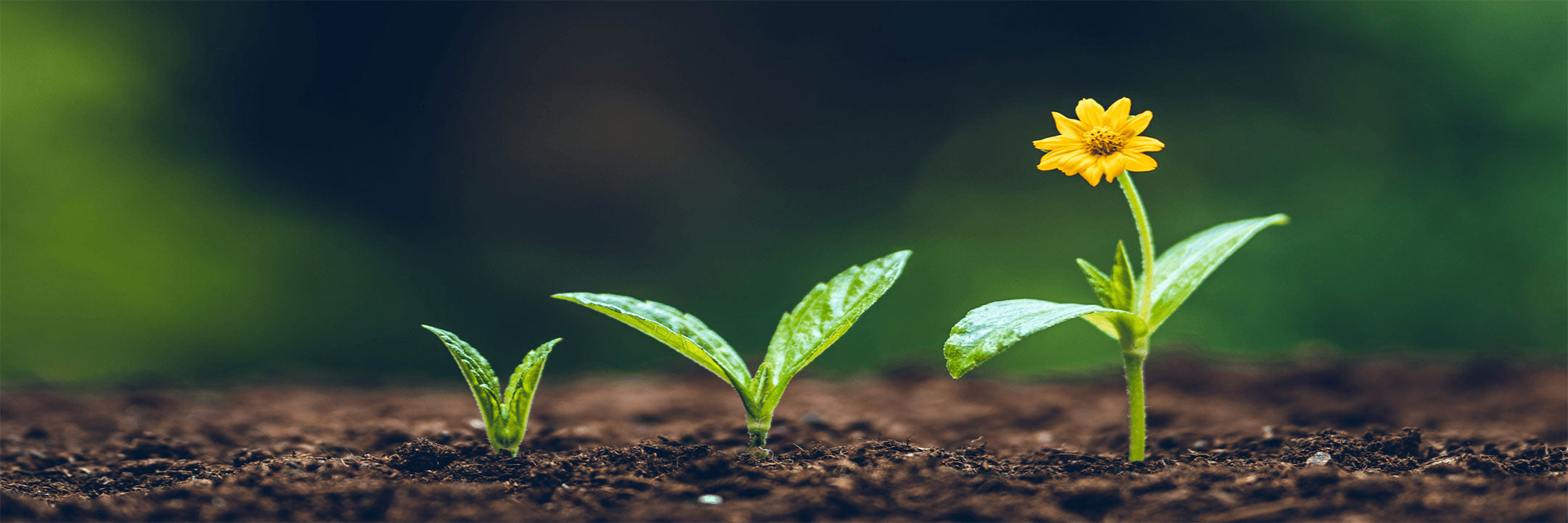 Plantengroei van kiem tot bloem