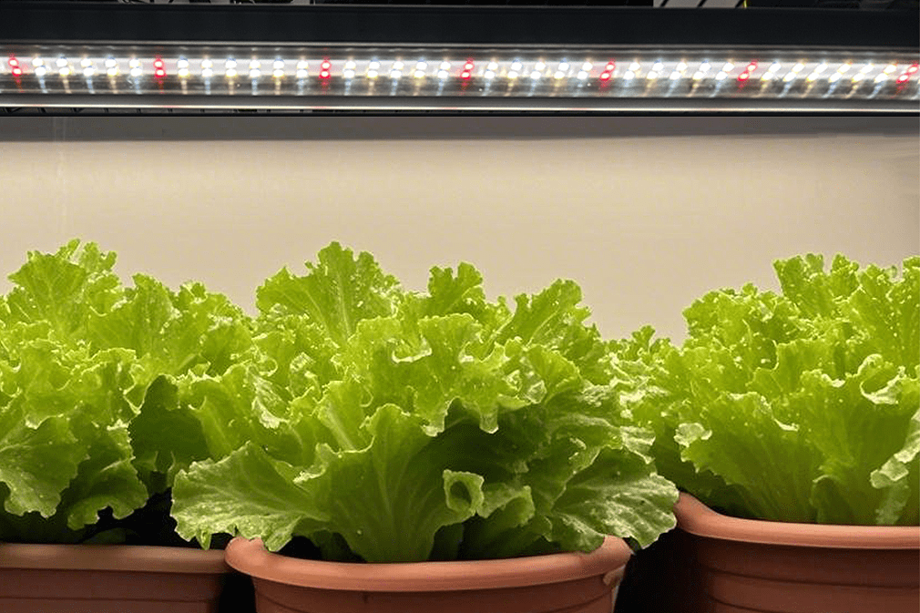 Full-spectrum LED Bar boven sla planten in potten