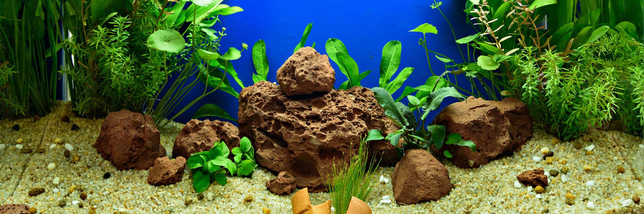 Aquarium met heldere groene planten