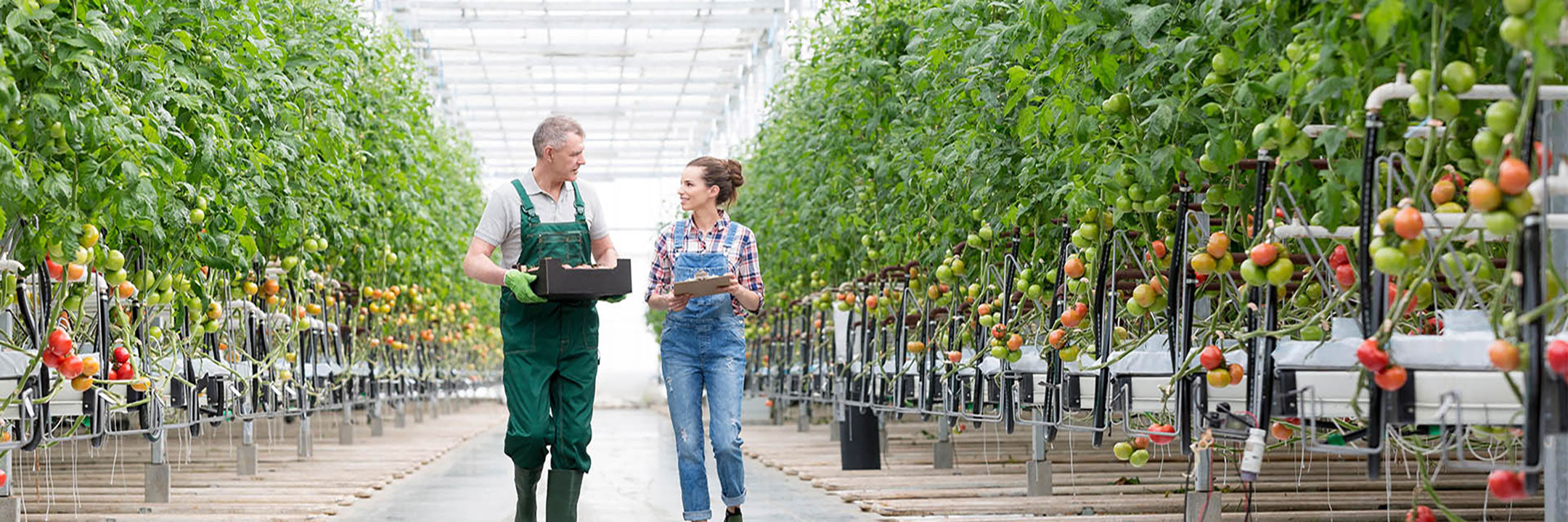 Twee telers in kas met tomaten
