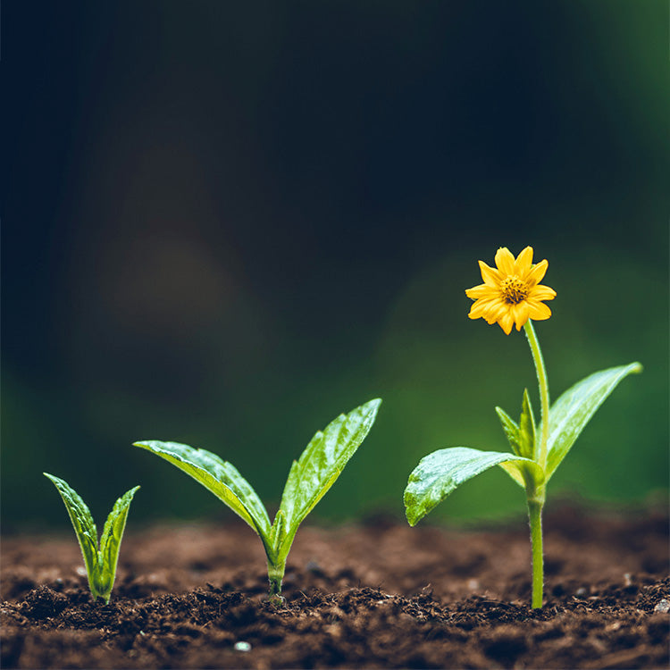 3 fasen plantengroei