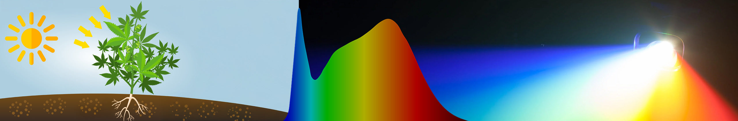 plant en zon met fel licht en lichtspectrum
