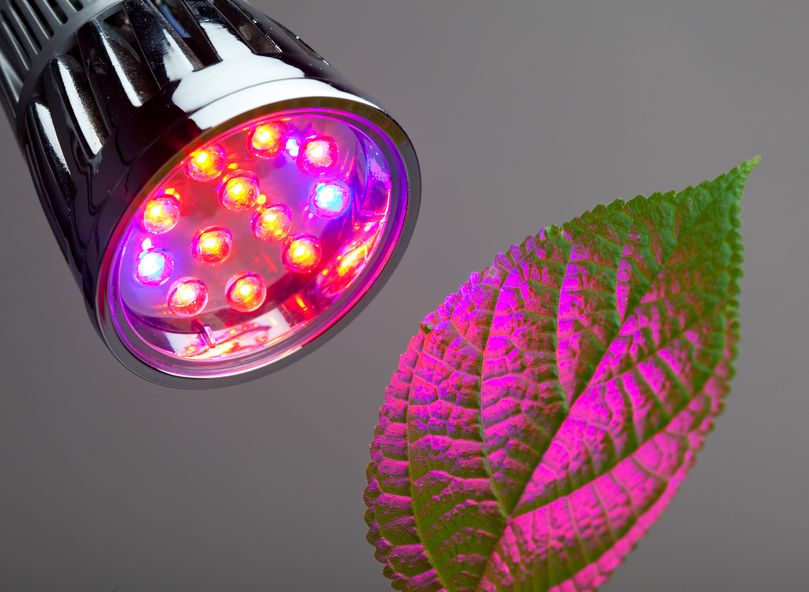 tijdelijk weerstand bieden Centimeter Kweekverlichting online kopen? LED, HPS en Inductie kweeklampen!