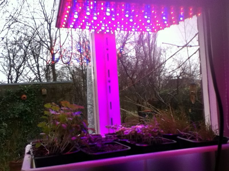 Kruiden kweken onder LED-verlichting