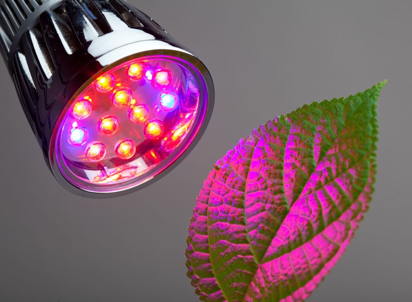 LED spot belicht blad van plant