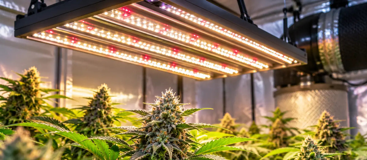 Onderzoek Wageningen naar kweken van cannabis met LED kweeklampen.