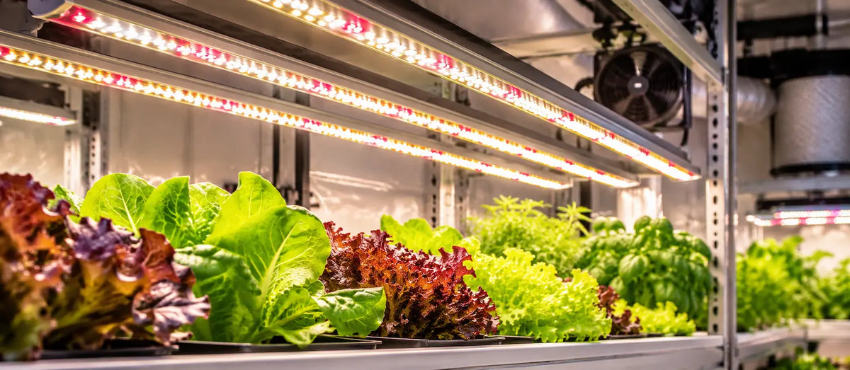 LED kweekverlichting boven verschillende soorten gewas.