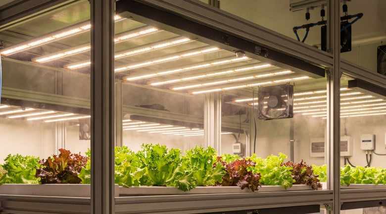 City farming - kweken in de stad