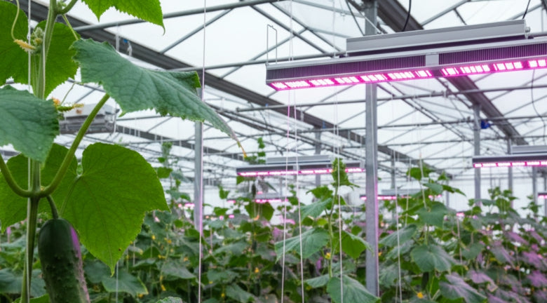 Greenhouse Technologies Growth bestelt groeilampen voor 7,5 hectare