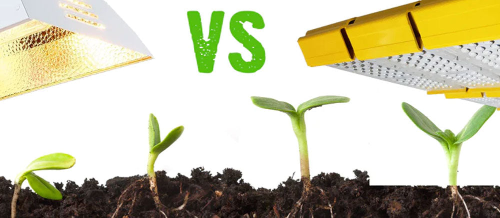 LED vs. HPS Kweeklampen: Welke is beter?