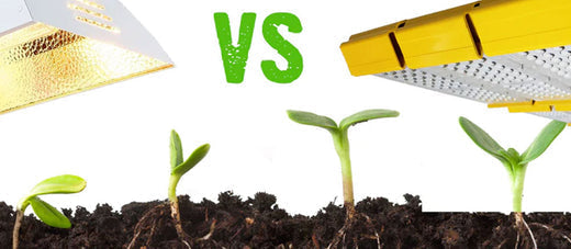 LED en HPS lamp boven aarde met zaailingen