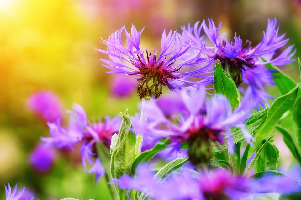 Tips voor het laten groeien van je planten en bloemen