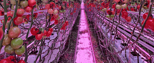 Tomaten kweken met LED