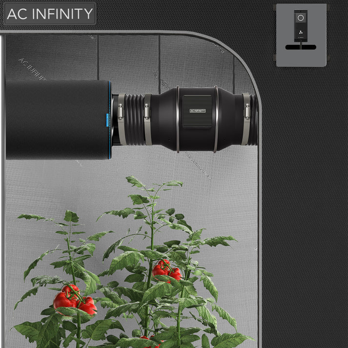 Kweektent met AC Infinity buisventilator plus koolstoffilter en tomaten planten