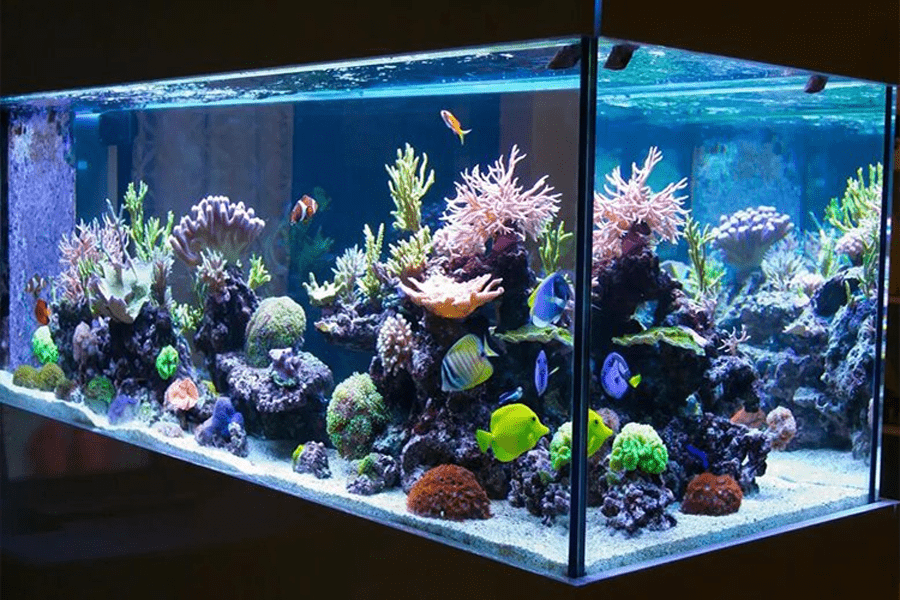 Aquarium met vissen en planten en koraal