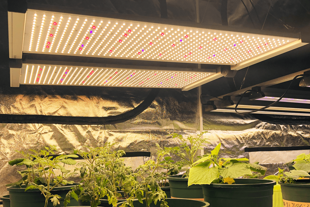 650W Samsung Quantum Board verlicht planten in kweektent